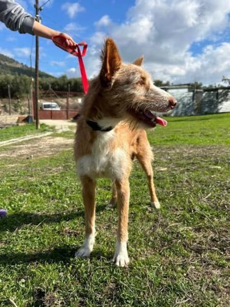 Biscuit - lass mich nicht allein