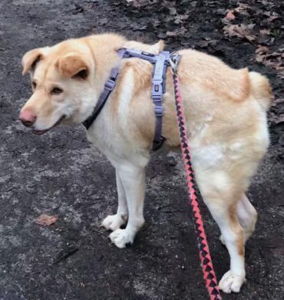 FUNNY, w., kastr., Mischling, 15 kg