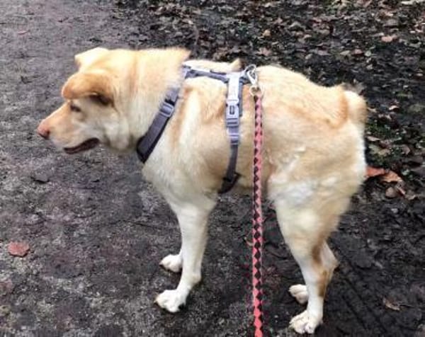 FUNNY, w., kastr., Mischling, 15 kg