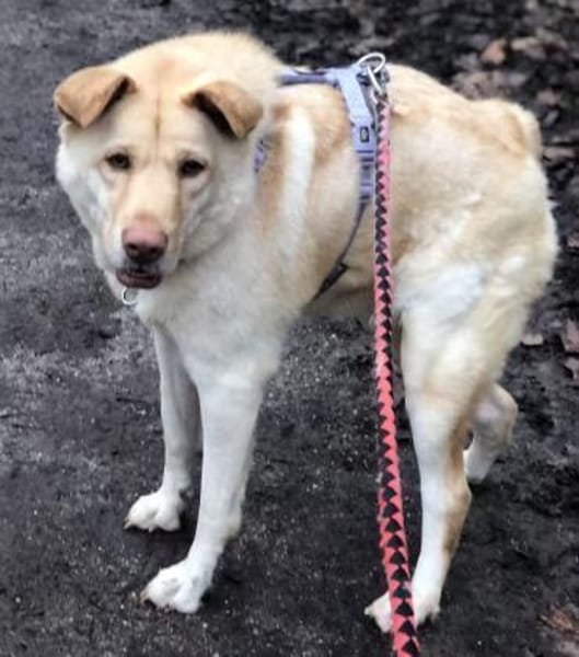 FUNNY, w., kastr., Mischling, 15 kg