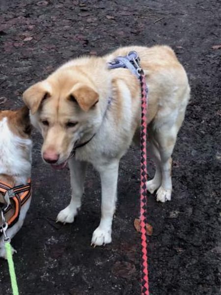 FUNNY, w., kastr., Mischling, 15 kg