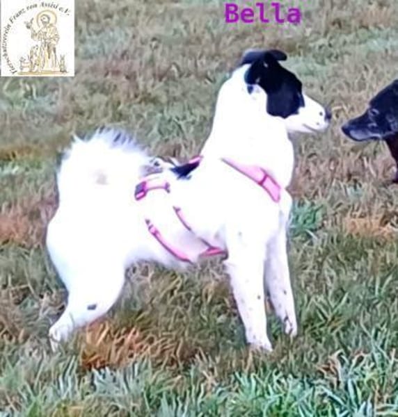 Bella   treue Freundin fürs Leben