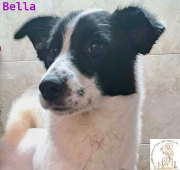 Bella   treue Freundin fürs Leben