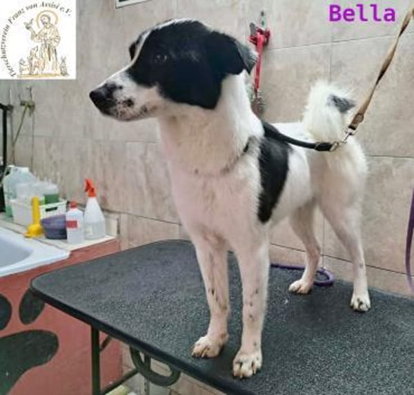 Bella   treue Freundin fürs Leben