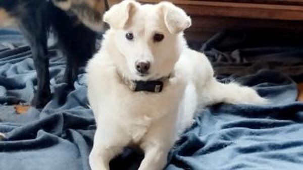 Ella wartet auf verständnisvolle Mensche