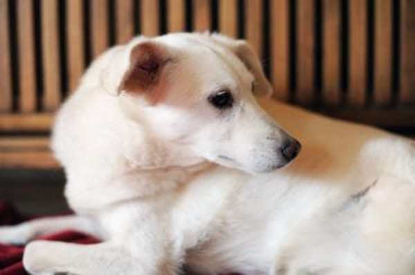 Ella wartet auf verständnisvolle Mensche