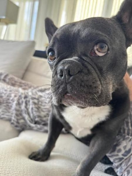 Vino sucht ein zu Hause