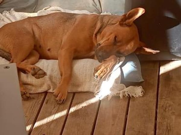 DORI-SUCHT IHR GLÜCK