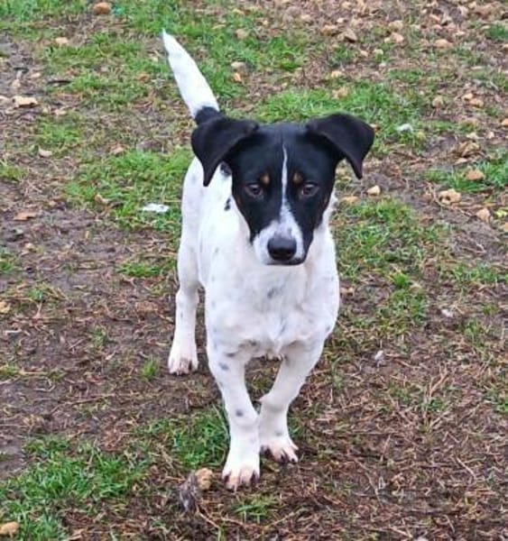 Fity ist ein lebensfroher Welpe