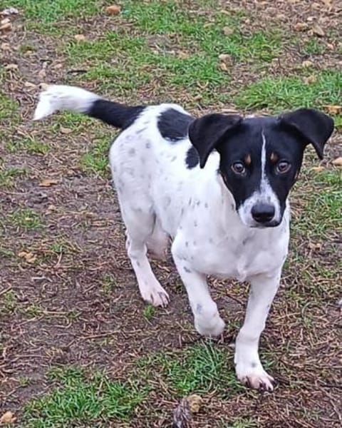 Fity ist ein lebensfroher Welpe