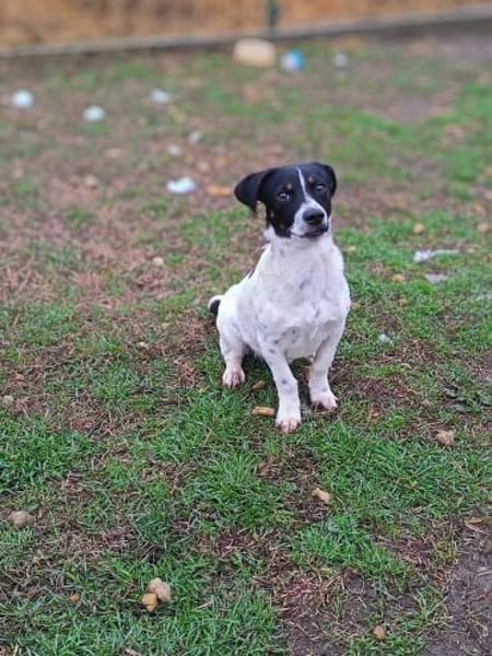 Fity ist ein lebensfroher Welpe