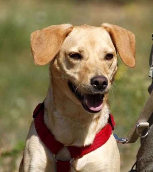 Princess- su. hundeerfahrene Menschen