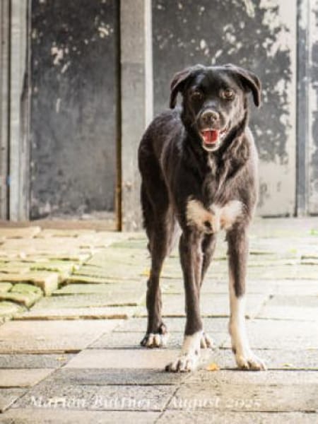 Carlo ist ruhig und schüchtern