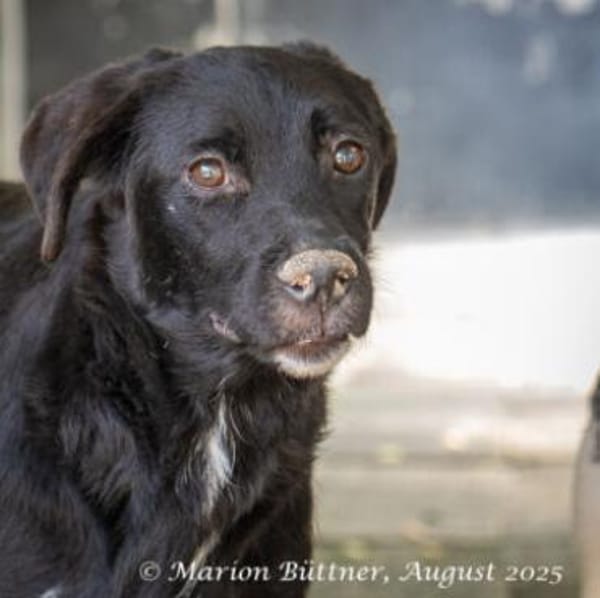 Carlo ist ruhig und schüchtern