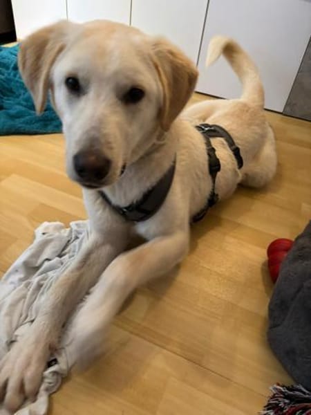 💙 Nicky 💙 sucht ein neues Zuhause! 💙