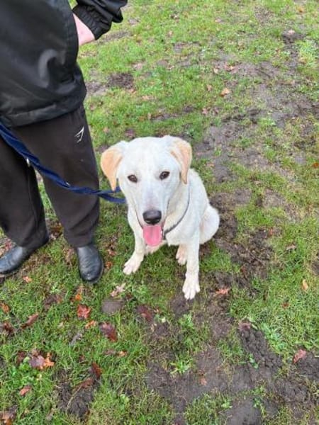 💙 Nicky 💙 sucht ein neues Zuhause! 💙