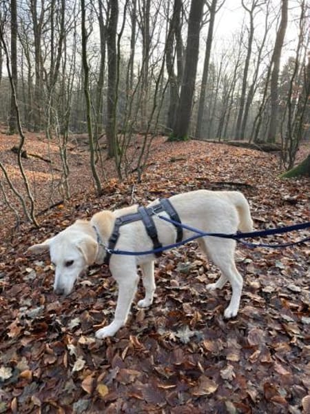 💙 Nicky 💙 sucht ein neues Zuhause! 💙