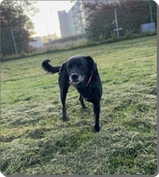 Fitte Seniorin auf 3 Beinen