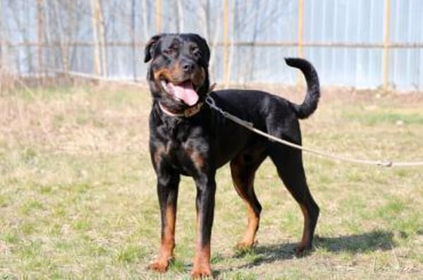 Rico, su. erfahrene Besitzer