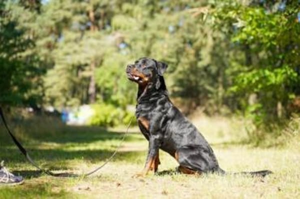 Rico, su. erfahrene Besitzer