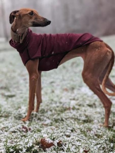 Unsere Selma sucht ihr Rudel