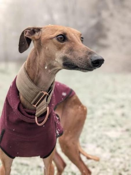 Unsere Selma sucht ihr Rudel