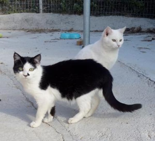 Ruhige Viona sucht Zuhause