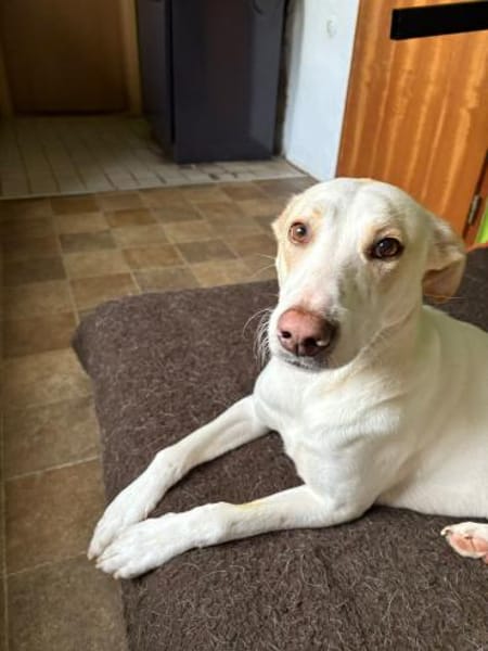 Nancy sucht ein Zuhause von D aus