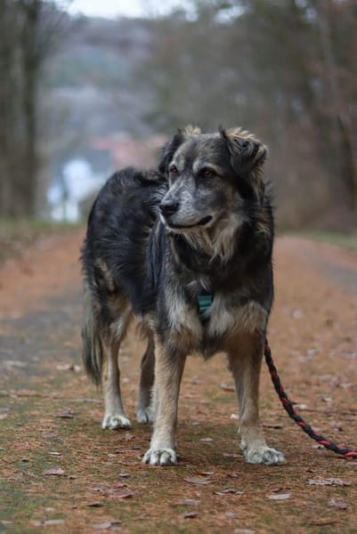Linga, w., kastr., Mischling, ca. 50 cm