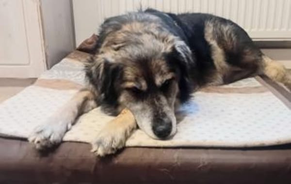 Linga, w., kastr., Mischling, ca. 50 cm