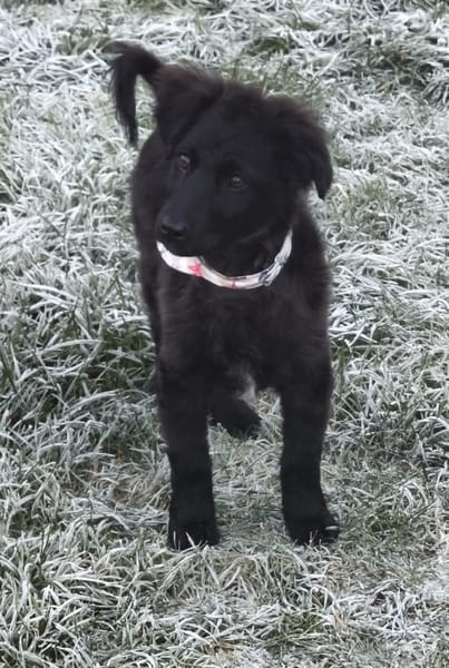 Pudelmix-Mädchen MAiSY😍wartet in Lübeck