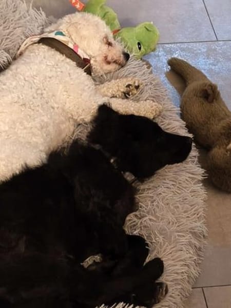 Pudelmix-Mädchen MAiSY😍wartet in Lübeck