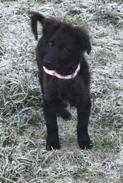 Pudelmix-Mädchen MAiSY😍wartet in Lübeck