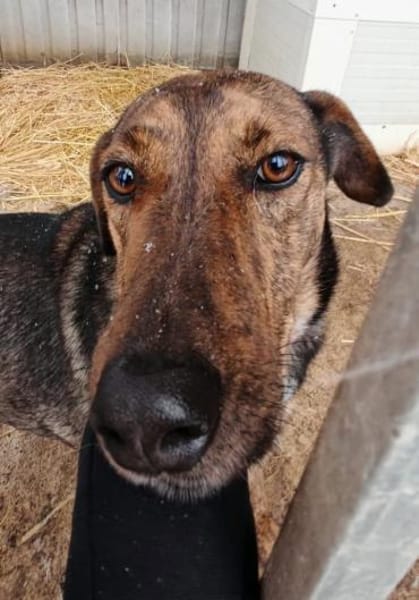 Wer schenkt Szeder ein neues Leben