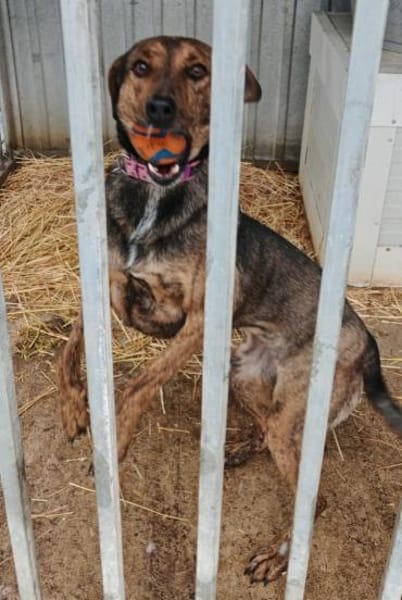 Wer schenkt Szeder ein neues Leben