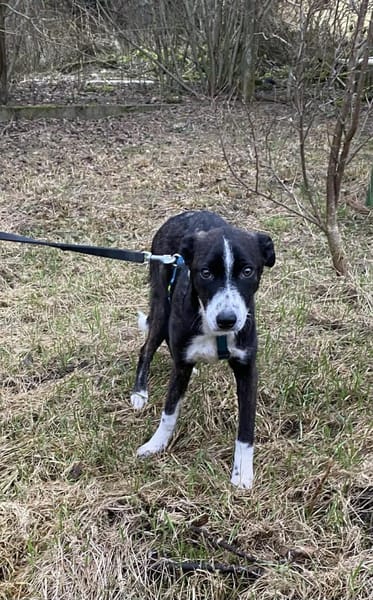 🍀 Rosalie  klein, sanft und voller Lie