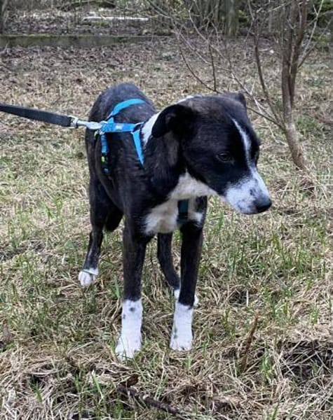 🍀 Rosalie  klein, sanft und voller Lie