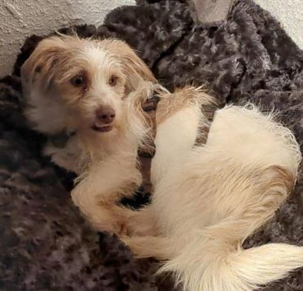 Traumhündin Lovely auf PS 91286