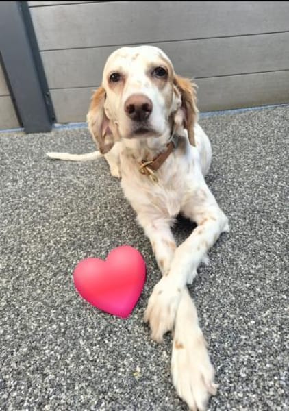 Liana, jetzt Molly-verliert ihr Zuhause