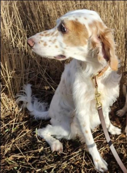 Liana, jetzt Molly-verliert ihr Zuhause