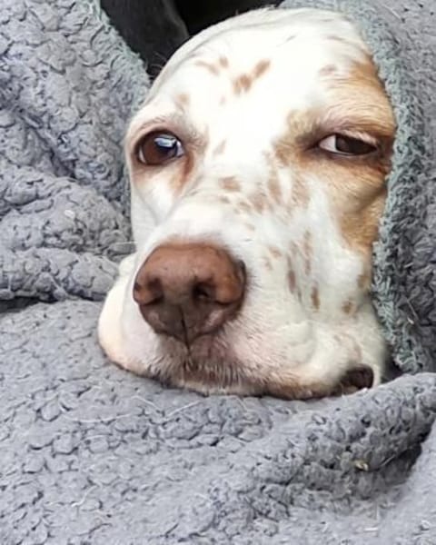 Liana, jetzt Molly-verliert ihr Zuhause