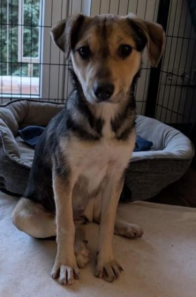 Daphne, geb. ca. 07/2025, 87763 Lautrach