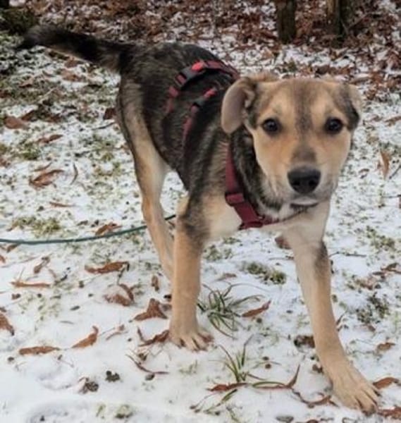 Daphne, geb. ca. 07/2025, 87763 Lautrach