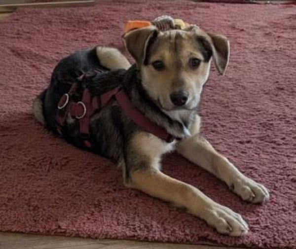 Daphne, geb. ca. 07/2025, 87763 Lautrach