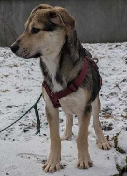 Daphne, geb. ca. 07/2025, 87763 Lautrach