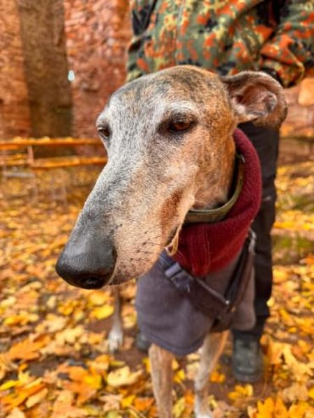 Yull liebt die Ruhe und Gemütlichkeit