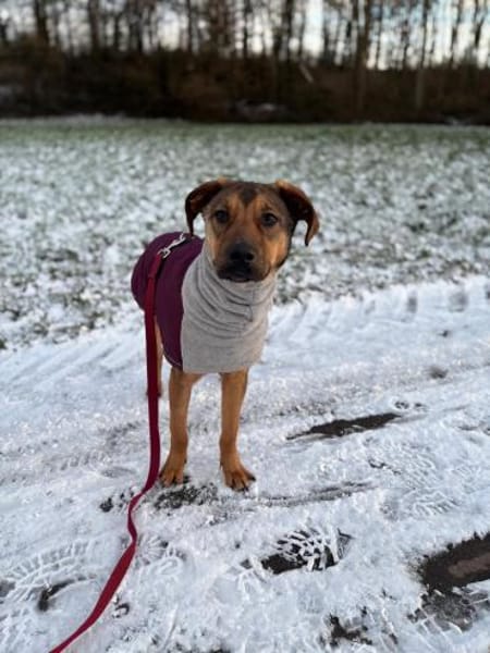 Carlo - Menschenbezogener Goldschatz