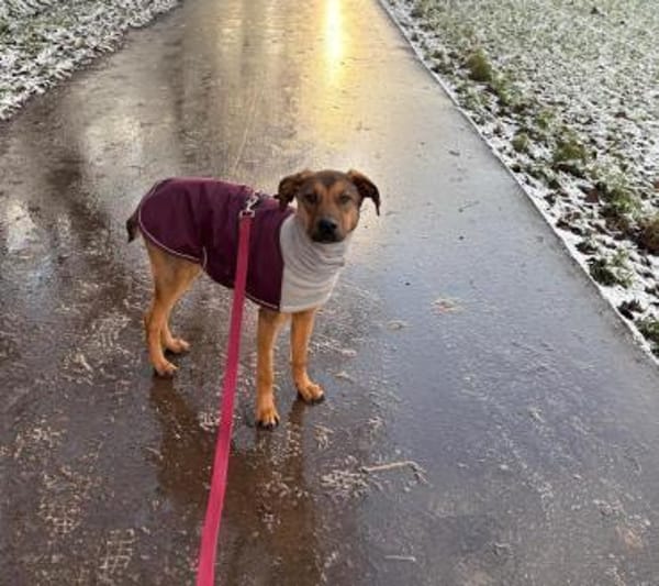 Carlo - Menschenbezogener Goldschatz