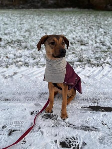 Carlo - Menschenbezogener Goldschatz