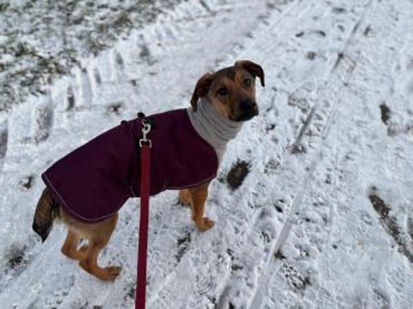 Carlo - Menschenbezogener Goldschatz